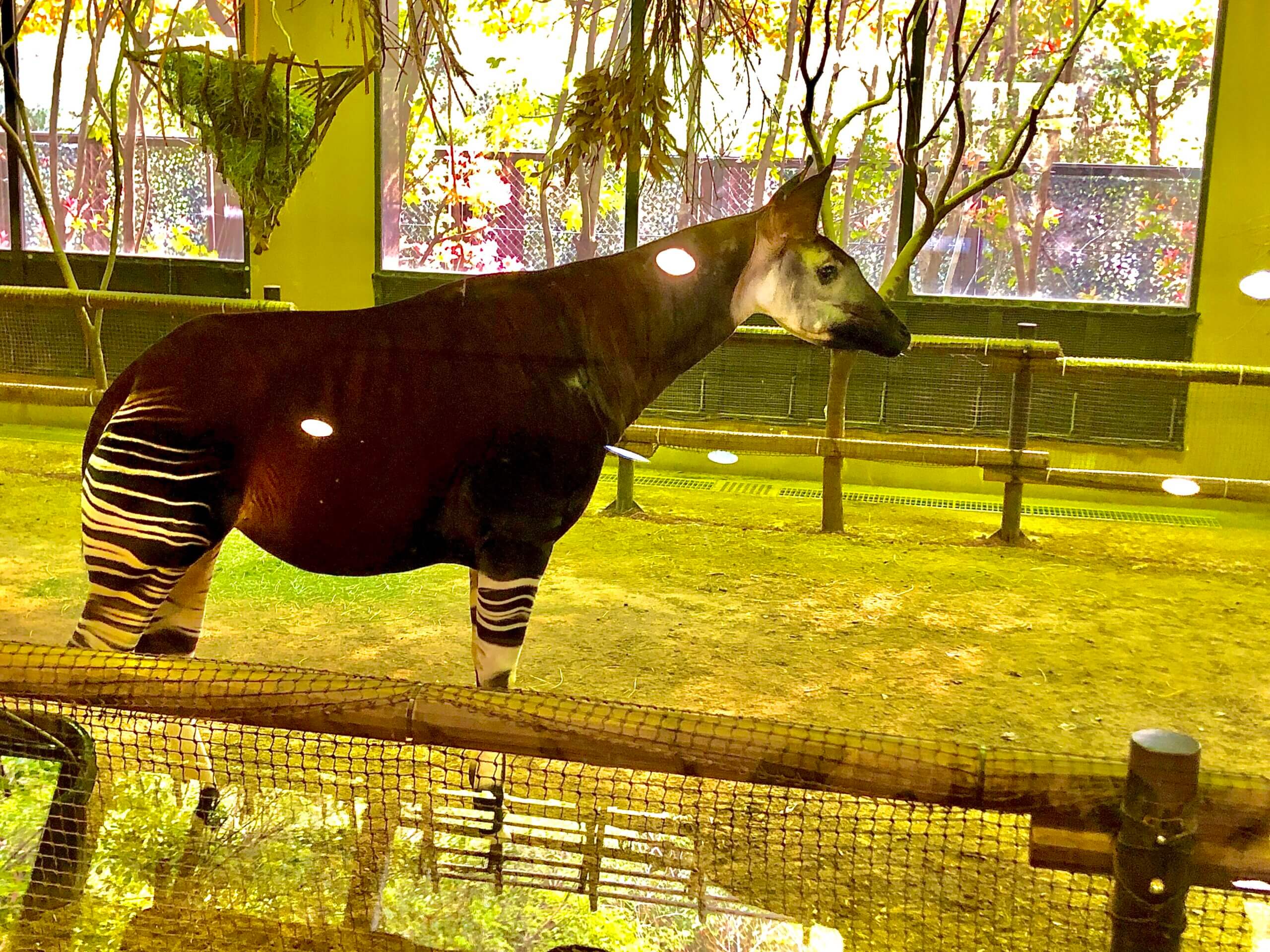 レビュー コスパ最高 よこはま動物園ズーラシア 割引情報あり 節約 時短 コスパちゃんねる