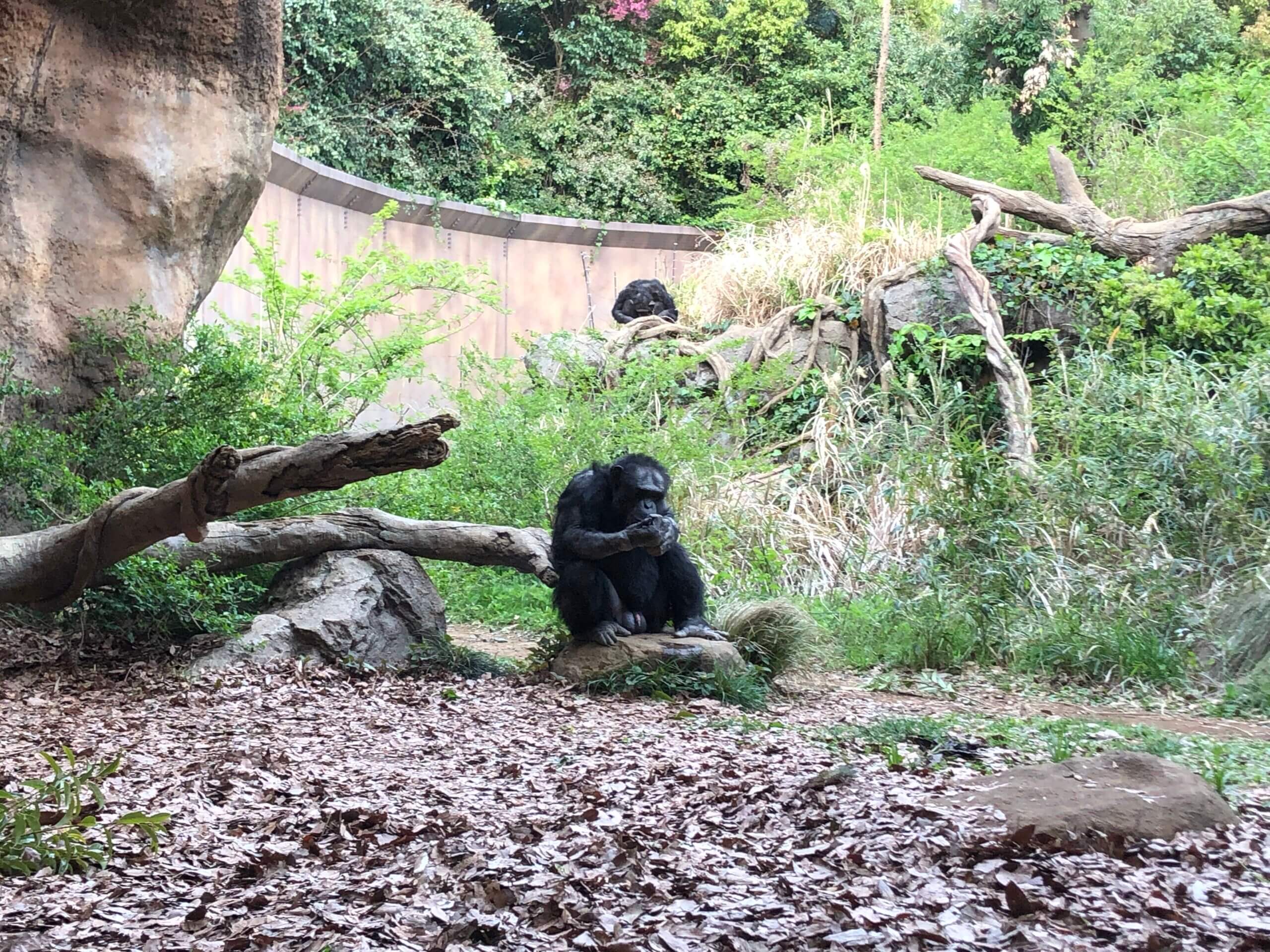 レビュー コスパ最高 よこはま動物園ズーラシア 割引情報あり 節約 時短 コスパちゃんねる